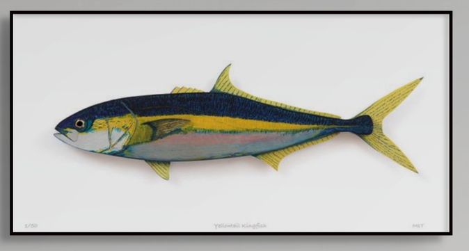 Yellowtail Kingfish