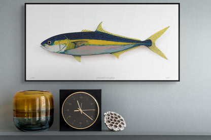 Yellowtail Kingfish