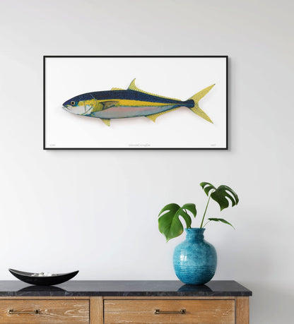Yellowtail Kingfish