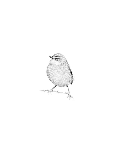 Rock Wren (Pīwauwau)