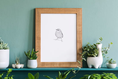 Rock Wren (Pīwauwau)