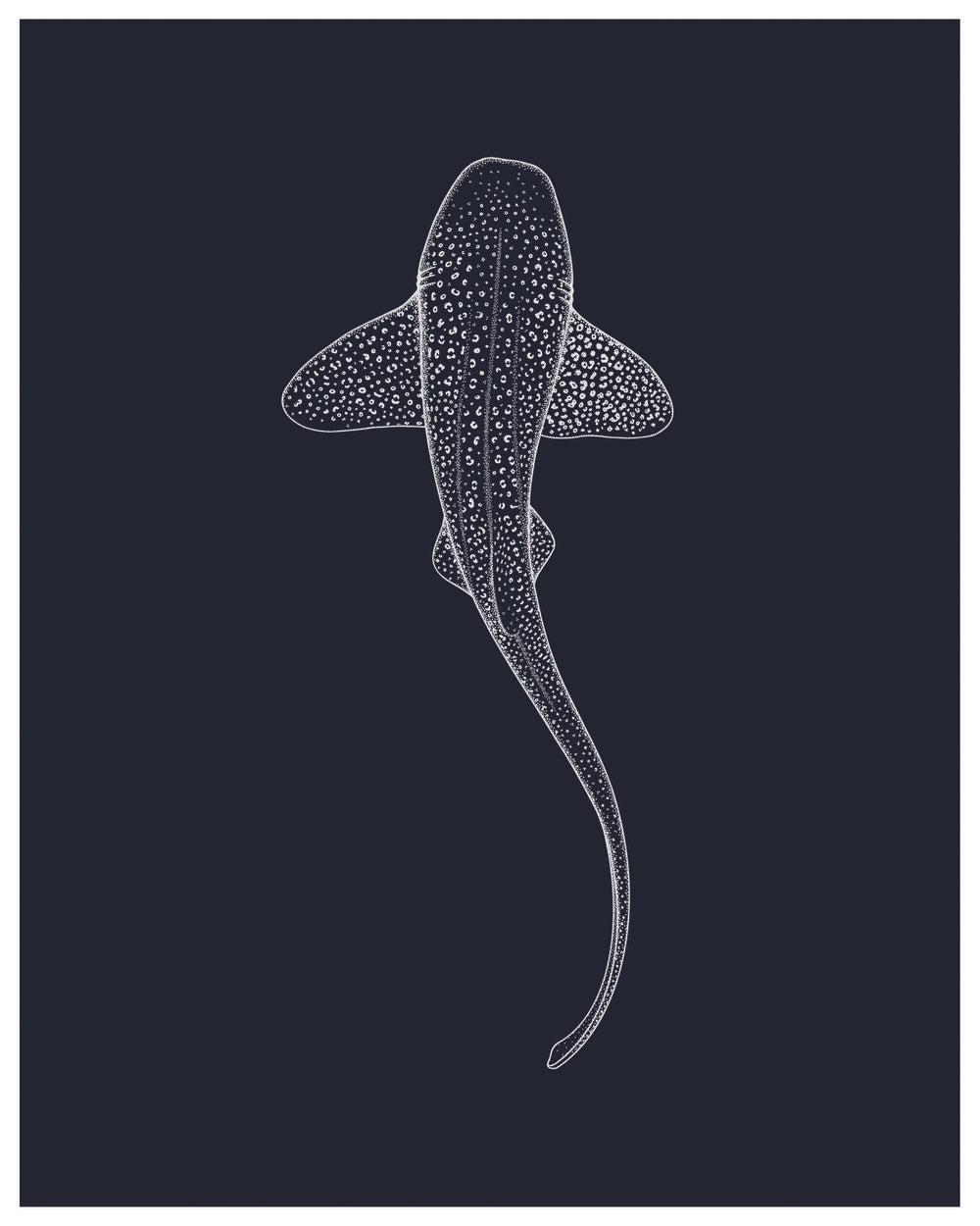 Leopard Shark