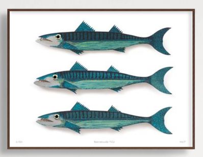 Barracuda Trio
