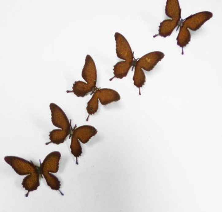 Small Butterfly Nail