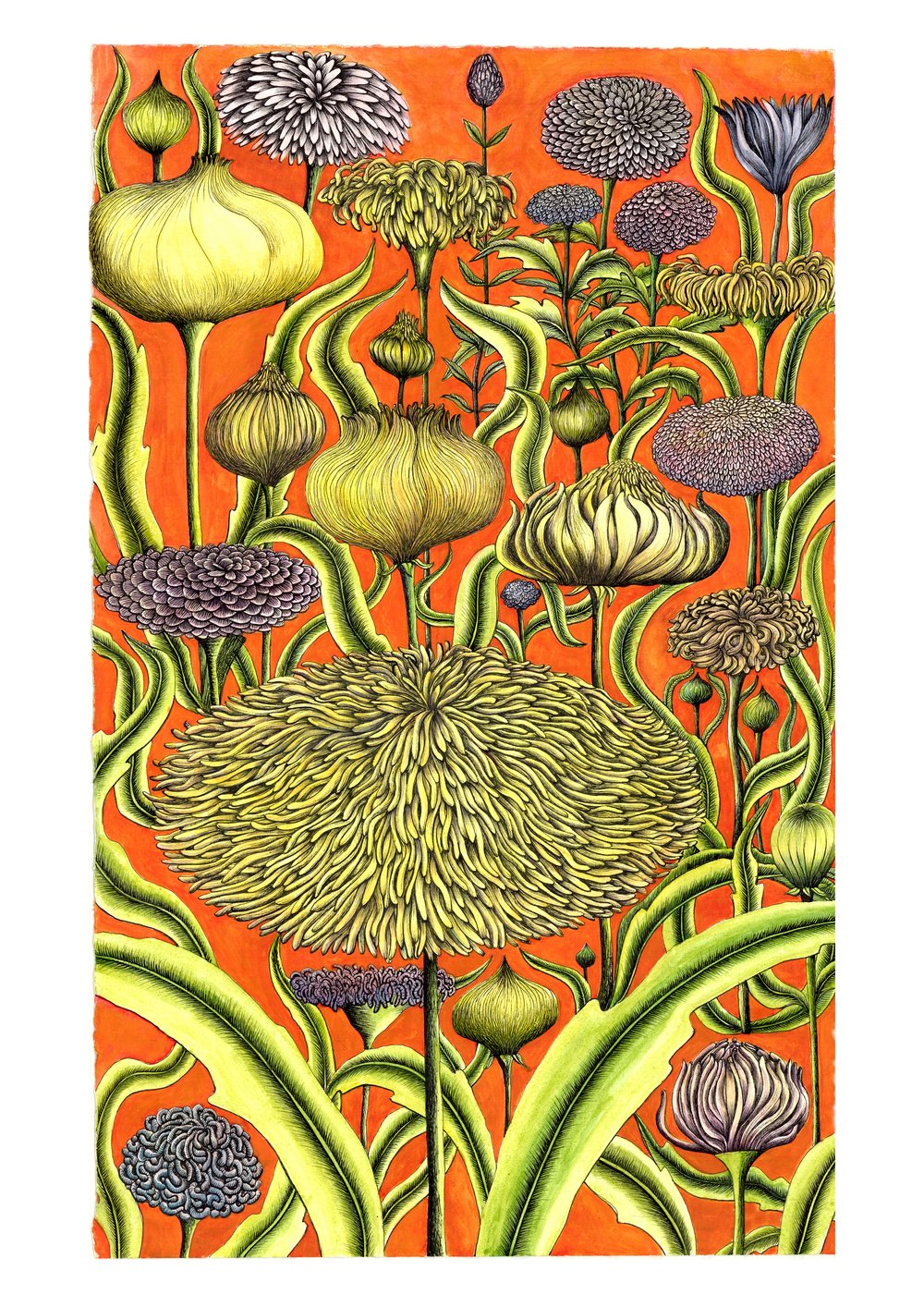 Flowers in Orange - Limited Edition print