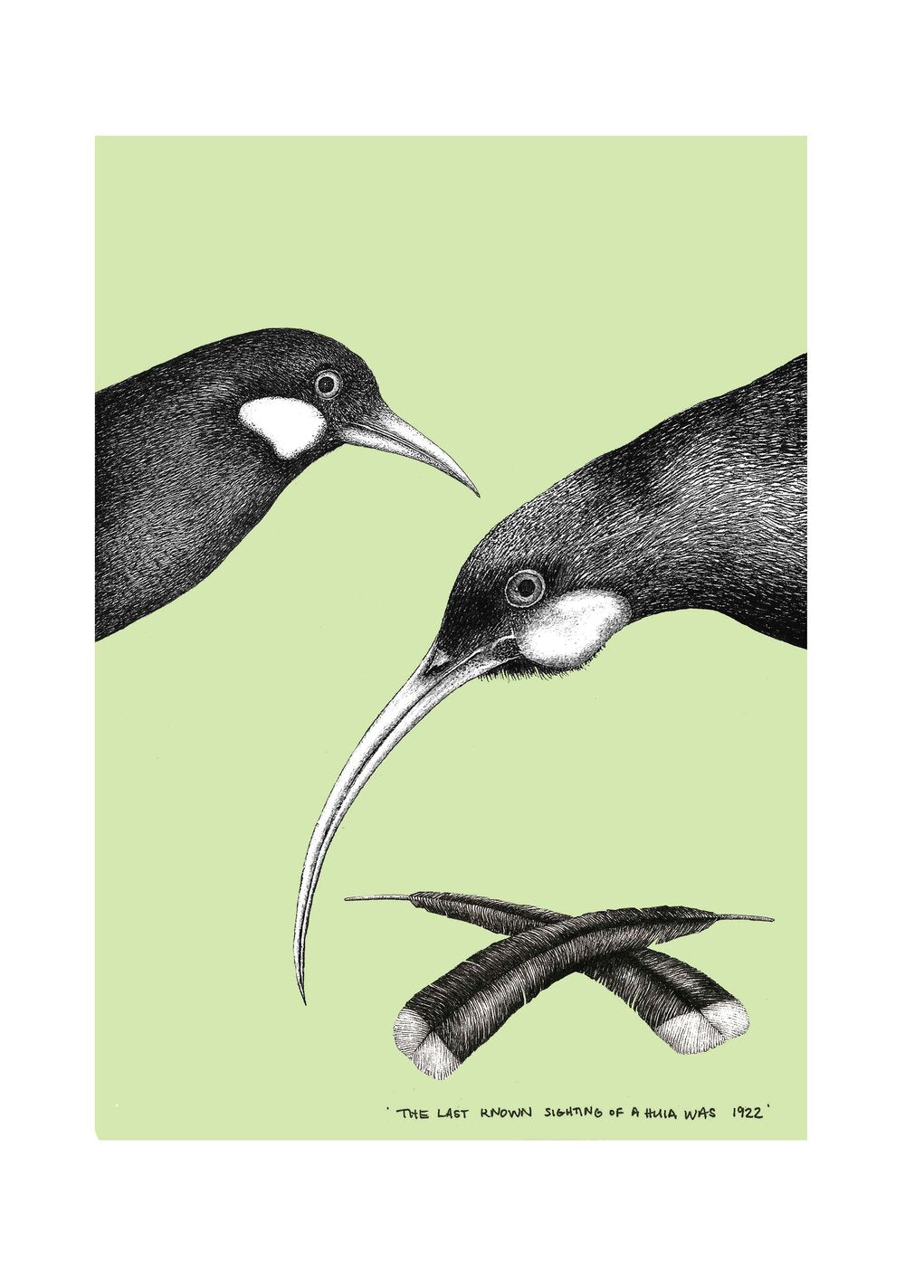 Huia Limited Edition Print