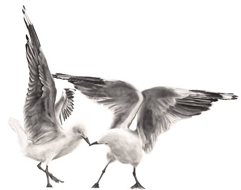 The Kiss (gulls) 2024 - Limited Edition Print