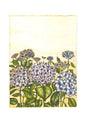 Hydrangeas - Limited Edition Print