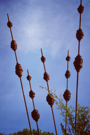 Rusty Seed Pods (kakano)